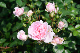 image0145