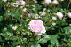 image0146