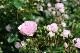 image0147