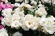 image0163