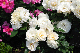image0164
