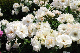 image0165