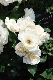 image0166