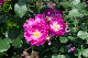 image0177