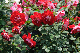 image0181