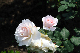 image0183