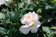 image0184