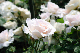 image0185