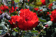 image0191