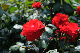 image0195