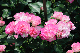 image0196