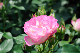 image0198