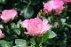 image0199