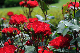 image0205