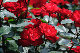 image0207