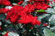 image0209
