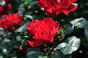 image0211