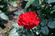 image0215