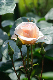 image0217