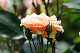 image0218