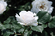 image0219