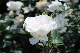 image0220