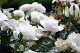 image0223