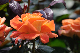 image0225