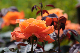image0226