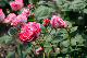 image0229