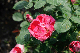 image0231
