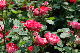 image0233
