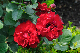 image0234