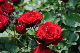 image0235