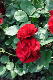 image0237
