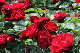 image0238