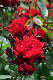 image0239
