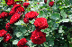image0240