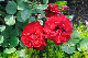 image0241