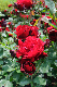 image0242