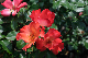image0247