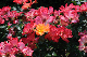 image0249