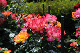 image0250