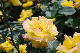 image0252