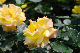 image0253