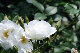 image0258