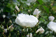 image0259