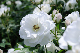 image0260