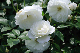 image0262