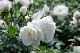 image0263